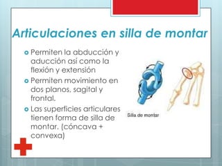 Articulaciones en silla de montar
 Permiten la abducción y
aducción así como la
flexión y extensión
 Permiten movimiento en
dos planos, sagital y
frontal.
 Las superficies articulares
tienen forma de silla de
montar. (cóncava +
convexa)
 