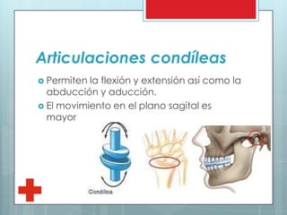 Articulaciones condíleas
 Permiten la flexión y extensión así como la
abducción y aducción.
 El movimiento en el plano sagital es
mayor
 