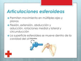 Articulaciones esferoideas
 Permiten movimiento en múltilples ejes y
planos
 Flexión, extensión, abducción y
aducción, rotaciones medial y lateral y
circunducción
 La superficie esferoidea se mueve dentro de la
cavidad del otro
 