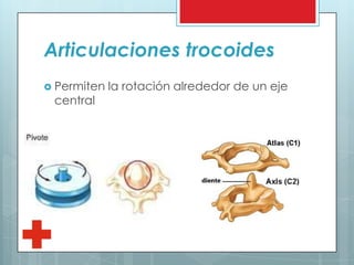 Articulaciones trocoides
 Permiten la rotación alrededor de un eje
central
 