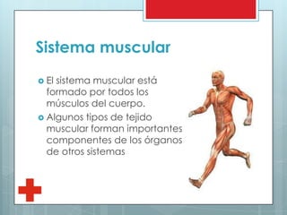 Sistema muscular
 El sistema muscular está
formado por todos los
músculos del cuerpo.
 Algunos tipos de tejido
muscular forman importantes
componentes de los órganos
de otros sistemas
 