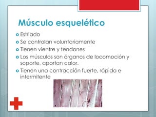 Músculo esquelético
 Estriado
 Se controlan voluntariamente
 Tienen vientre y tendones
 Los músculos son órganos de locomoción y
soporte, aportan calor.
 Tienen una contracción fuerte, rápida e
intermitente
 