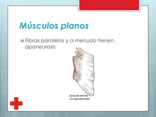 Músculos planos
 Fibras paralelas y a menudo tienen
aponeurosis
 