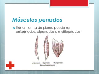 Músculos penados
 Tienen forma de pluma puede ser
unipenados, bipenados o multipenados
 
