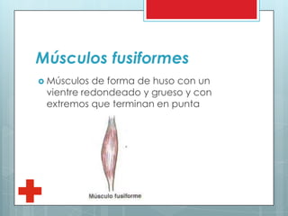 Músculos fusiformes
 Músculos de forma de huso con un
vientre redondeado y grueso y con
extremos que terminan en punta
 