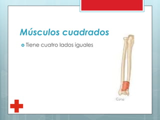 Músculos cuadrados
 Tiene cuatro lados iguales
 