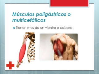Músculos poligástricos o
multicefálicos
 Tienen mas de un vientre o cabeza
 