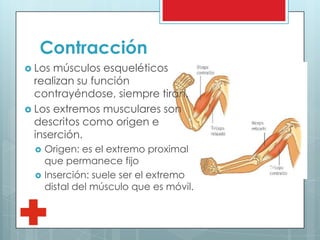 Contracción
 Los músculos esqueléticos
realizan su función
contrayéndose, siempre tiran.
 Los extremos musculares son
descritos como origen e
inserción.
 Origen: es el extremo proximal
que permanece fijo
 Inserción: suele ser el extremo
distal del músculo que es móvil.
 