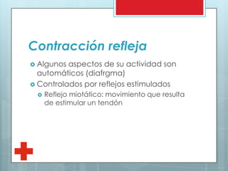 Contracción refleja
 Algunos aspectos de su actividad son
automáticos (diafrgma)
 Controlados por reflejos estimulados
 Reflejo miotático: movimiento que resulta
de estimular un tendón
 