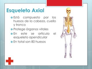 Esqueleto Axial
 Está compuesto por los
huesos de la cabeza, cuello
y tronco
 Protege órganos vitales
 En este se articula el
esqueleto apendicular
 En total son 80 huesos
 