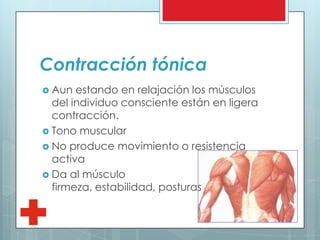 Contracción tónica
 Aun estando en relajación los músculos
del individuo consciente están en ligera
contracción.
 Tono muscular
 No produce movimiento o resistencia
activa
 Da al músculo
firmeza, estabilidad, posturas
 