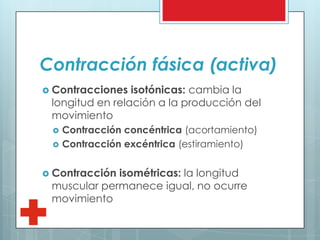 Contracción fásica (activa)
 Contracciones isotónicas: cambia la
longitud en relación a la producción del
movimiento
 Contracción concéntrica (acortamiento)
 Contracción excéntrica (estiramiento)
 Contracción isométricas: la longitud
muscular permanece igual, no ocurre
movimiento
 