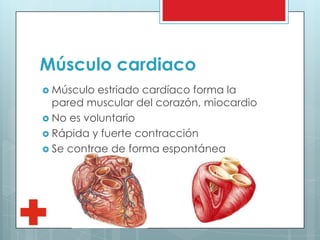 Músculo cardiaco
 Músculo estriado cardíaco forma la
pared muscular del corazón, miocardio
 No es voluntario
 Rápida y fuerte contracción
 Se contrae de forma espontánea
 