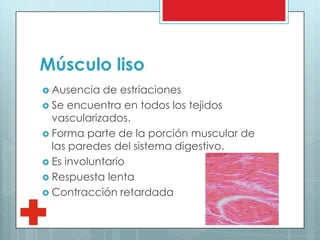 Músculo liso
 Ausencia de estriaciones
 Se encuentra en todos los tejidos
vascularizados.
 Forma parte de la porción muscular de
las paredes del sistema digestivo.
 Es involuntario
 Respuesta lenta
 Contracción retardada
 