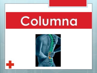 Columna
 