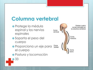 Columna vertebral
 Protege la médula
espinal y los nervios
espinales
 Soporta el peso del
cuerpo
 Proporciona un eje para
el cuerpo
 Postura y locomoción
 33
 