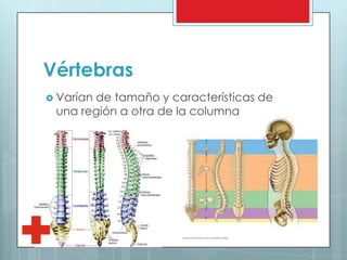 Vértebras
 Varían de tamaño y características de
una región a otra de la columna
 