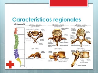 Características regionales
 