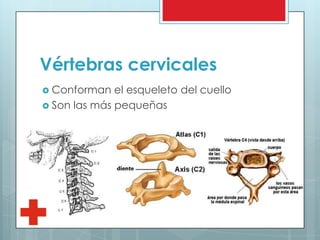 Vértebras cervicales
 Conforman el esqueleto del cuello
 Son las más pequeñas
 