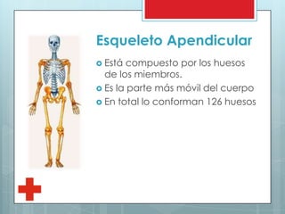 Esqueleto Apendicular
 Está compuesto por los huesos
de los miembros.
 Es la parte más móvil del cuerpo
 En total lo conforman 126 huesos
 