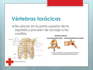 Vértebras torácicas
 Se ubican en la parte superior de la
espalda y proveen de anclaje a las
costillas
 