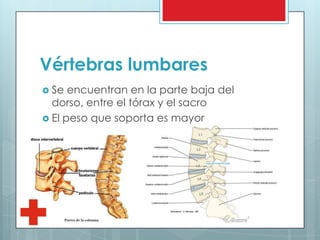 Vértebras lumbares
 Se encuentran en la parte baja del
dorso, entre el tórax y el sacro
 El peso que soporta es mayor
 