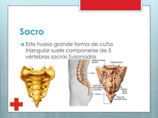 Sacro
 Este hueso grande forma de cuña
triangular suele componerse de 5
vértebras sacras fusionadas
 