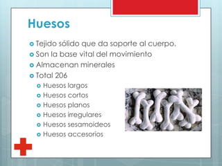 Huesos
 Tejido sólido que da soporte al cuerpo.
 Son la base vital del movimiento
 Almacenan minerales
 Total 206
 Huesos largos
 Huesos cortos
 Huesos planos
 Huesos irregulares
 Huesos sesamoideos
 Huesos accesorios
 