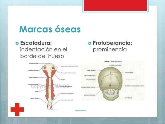 Sistema musculo esquelético
