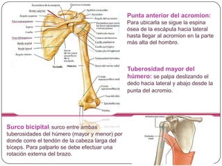 Examen de codo
Puntos anatómicos de referencia:
 Punta del olécranon
 Epicóndilos lateral y medial
 Nervio cubital (pas...