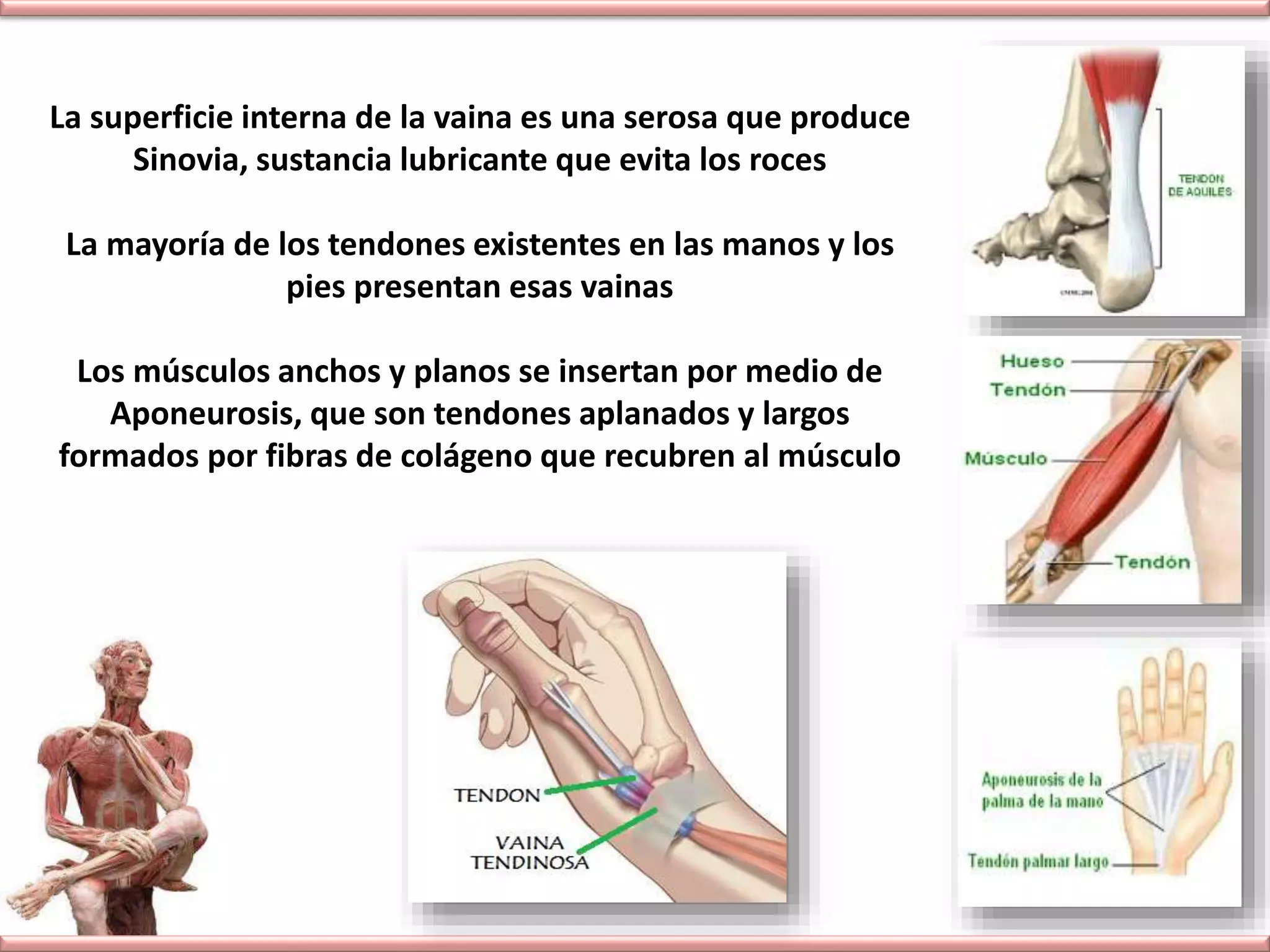 Sistema musculo tendinoso ligamentario | PPTX