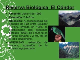 Reserva Biológica El Cóndor
• Creación: Junio 4 de 1999
• Extensión: 2 440 ha
• Ubicación: A consecuencia del
Acuerdo de Paz entre Ecuador
y Perú, firmado en 1998, se
establecieron dos pequeños
parques (1999), de 6 000 ha en
el área peruana y 2 400 ha en
el lado ecuatoriano.
• AMENAZAS: extracción de
madera, expansión de la
frontera agropecuaria.
 
