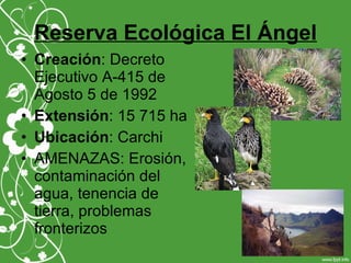 Reserva Ecológica El Ángel
• Creación: Decreto
Ejecutivo A-415 de
Agosto 5 de 1992
• Extensión: 15 715 ha
• Ubicación: Carchi
• AMENAZAS: Erosión,
contaminación del
agua, tenencia de
tierra, problemas
fronterizos
 