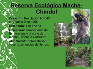 Reserva Ecológica Mache-
Chindul
• Creación: Resolución N° 045
de Agosto 9 de 1996
• Extensión: 119 172 ha
• Ubicación: suroccidente de
Esmeraldas y al norte de
Manabí, sobre la Cordillera.
• AMENAZAS: deforestación,
cacería, tenencias de tierras.
 