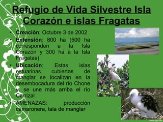 Refugio de Vida Silvestre Isla
Corazón e islas Fragatas
• Creación: Octubre 3 de 2002
• Extensión: 800 ha (500 ha
corresponden a la Isla
Corazón y 300 ha a la Isla
Fragatas)
• Ubicación: Estas islas
estuarinas cubiertas de
manglar se localizan en la
desembocadura del río Chone
y, se une más arriba el río
Carrizal
• AMENAZAS: producción
camaronera, tala de manglar
 