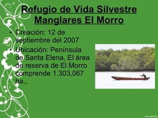 Refugio de Vida Silvestre
Manglares El Morro
• Creación: 12 de
septiembre del 2007
• Ubicación: Península
de Santa Elena, El área
de reserva de El Morro
comprende 1.303,067
ha.,
 