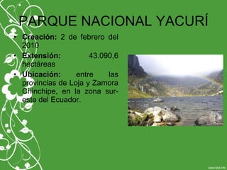 PARQUE NACIONAL YACURÍ
• Creación: 2 de febrero del
2010
• Extensión: 43.090,6
hectáreas
• Ubicación: entre las
provincias de Loja y Zamora
Chinchipe, en la zona sur-
este del Ecuador.
 
