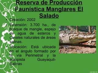Reserva de Producción
Faunística Manglares El
Salado
• Creación: 2002
• Extensión: 3.700 ha., de
bosque de mangle, espejo
de agua de esteros y
canales naturales de áreas
salinas.
• Ubicación: Está ubicada
en el ángulo formado por
la vía Perimetral y la
autopista Guayaquil-
Salinas
 