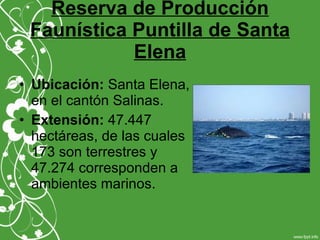 Reserva de Producción
Faunística Puntilla de Santa
Elena
• Ubicación: Santa Elena,
en el cantón Salinas.
• Extensión: 47.447
hectáreas, de las cuales
173 son terrestres y
47.274 corresponden a
ambientes marinos.
 