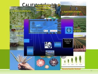 Sistema nacional de semillas México 2012, Por José Manuel Chávez Bravo 