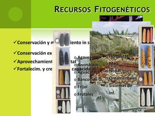 Sistema nacional de semillas México 2012, Por José Manuel Chávez Bravo 