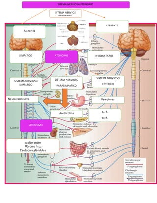 SITEMA NERVIOS
PERIFERICO
SISTEMA NERVIOSO
ENTERICO
SIMPATICO INVOLUNTARIOATONOMO
SISTEMA NERVIOSO
SIMPATICO
EFERENTE
AFERENTE
ALFA
BETA
SISTEMA NERVIOSO
PARASIMPATICO
Acetilcolina
ReceptoresNeurotrasmisores
SITEMA NERVIOS AUTONOMO
Acción sobre
Músculo liso,
Cardiaco y glándulas
ATONOMO
