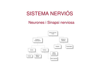 SISTEMA NERVIÓS
 Neurones i Sinapsi nerviosa

                                           Sistema Nerviós
                                                humà




                Somàtic o                                          Autònom o
               Cerebrospinal                                       Vegetatiu




                                                        Simpàtic               Parasimpàtic


     Central                   Perifèric

                                                 Nervis
                                                Craneals
                 Mèdul·la
Encèfal
                 espinal

                                             Nervis espinals
 