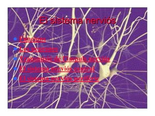 El sistema nerviós
 Funcions
 Les neurones
 Transmisió de l’impuls nerviós
 El sistema nerviós central
 El sistema nerviós perifèric
 