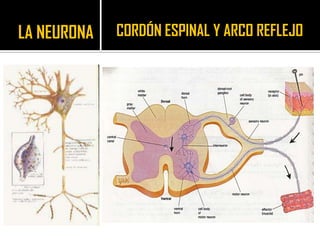 LA NEURONA   CORDÓN ESPINAL Y ARCO REFLEJO
 