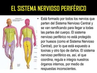 • Está formado por todos los nervios que
  parten del Sistema Nervioso Central y
  se van ramificando para llegar a todas
  las partes del cuerpo. El sistema
  nervioso periférico no está protegido
  por huesos (como el Sistema Nervioso
  Central), por lo que está expuesto a
  toxinas y otro tipo de daños. El sistema
  nervioso periférico es, así, el que
  coordina, regula e integra nuestros
  órganos internos, por medio de
  respuestas inconscientes.
 