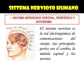 El sistema nervioso es
la red electroquímica de
comunicaciones        del
cuerpo. Sus principales
partes son el cerebro, la
médula espinal y los
nervios.
 