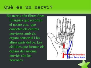 Què és un nervi? 
Els nervis són fibres fines 
i llargues que recorren 
el nostre cos, que 
conecten els centres 
nerviosos amb els 
òrgans sensorial i les 
altres parts del os. Les 
cèl∙lules que formen els 
òrgans del sistema 
nerviós són les 
neurones. 
 