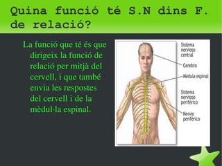 Quina funció té S.N dins F. 
de relació? 
La funció que té és que 
dirigeix la funció de 
relació per mitjà del 
cervell, i que també 
envia les respostes 
del cervell i de la 
mèdul∙la espinal. 
 