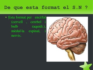 De que esta format el S.N ? 
. ● Esta format per encèfal 
(cervell , cerebel i 
bulb raquidi.), 
mèdul∙la espinal, i 
nervis. 
 